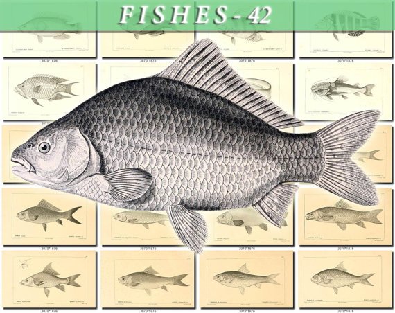 FISHES-42-bw 157 vintage print