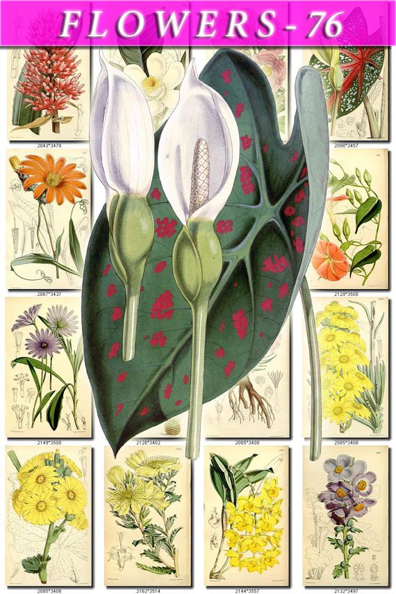 FLOWERS-76 263 vintage print