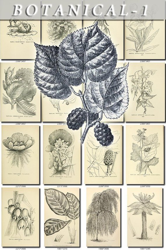 BOTANICAL-1-bw 437 black-, -white vintage print