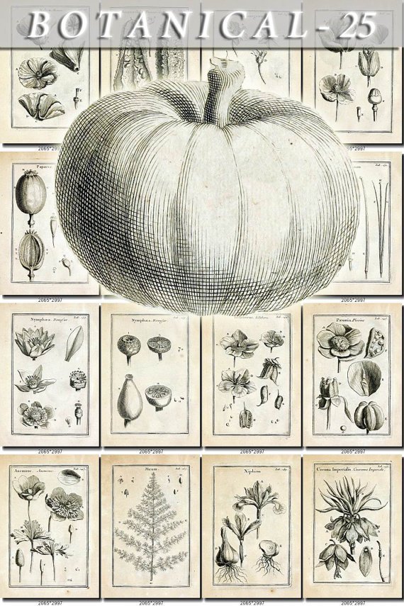 BOTANICAL-25-bw 252 black-, -white vintage print