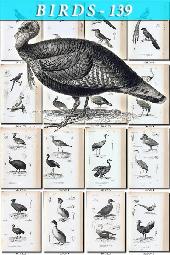 BIRDS-139-bw 130 black-, -white vintage print
