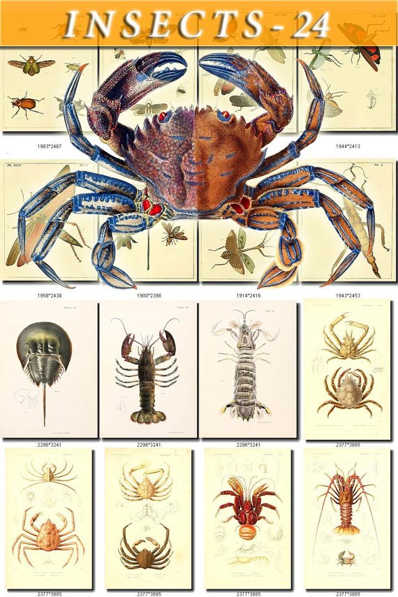 INSECTS-24 120 vintage print