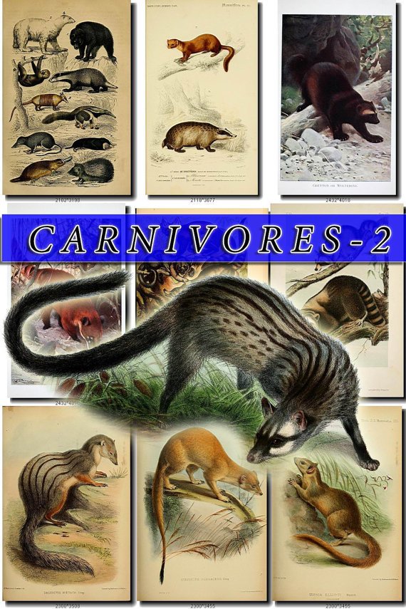CARNIVORES-2 67 vintage print