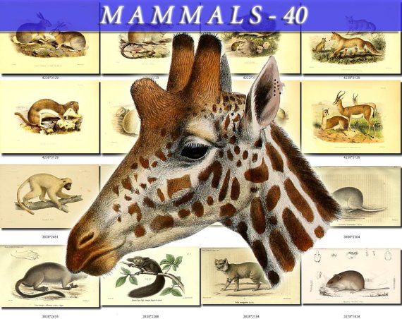 MAMMALS-40 100 vintage print