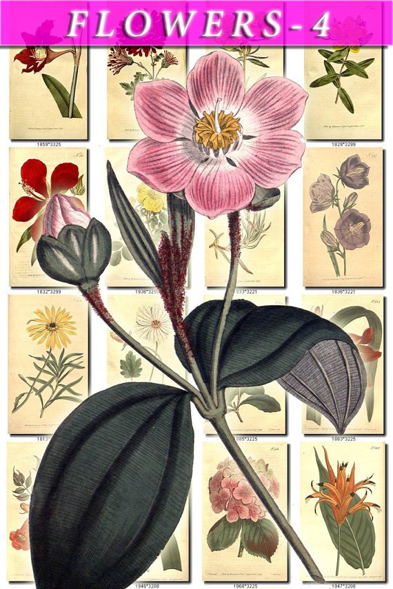 FLOWERS-4 216 vintage print