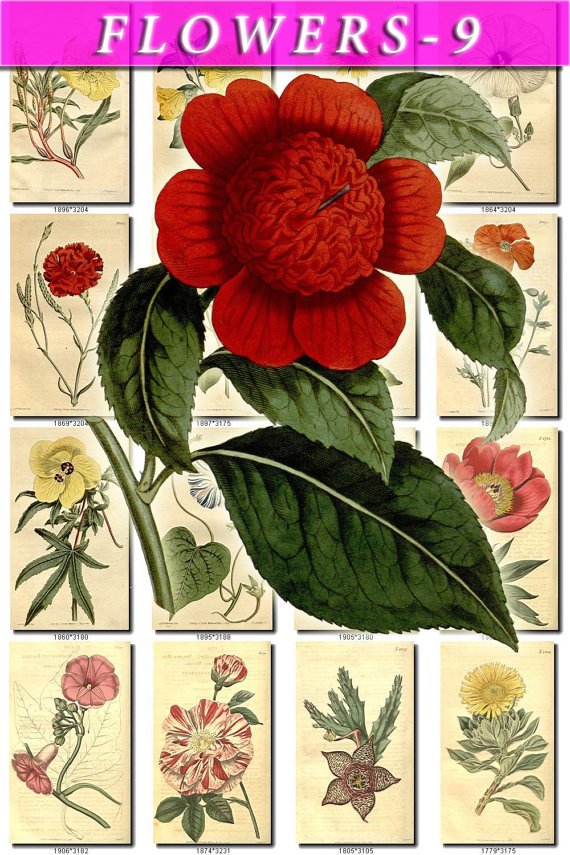 FLOWERS-9 271 vintage print