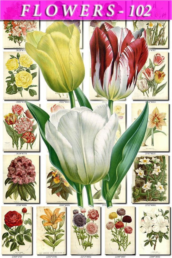 FLOWERS-102 284 vintage print