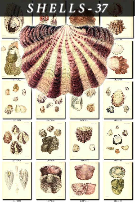 SHELLS-37 127 vintage print