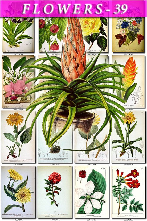 FLOWERS-39 74 vintage print