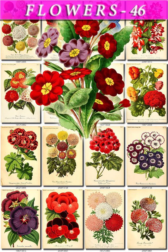 FLOWERS-46 68 vintage print
