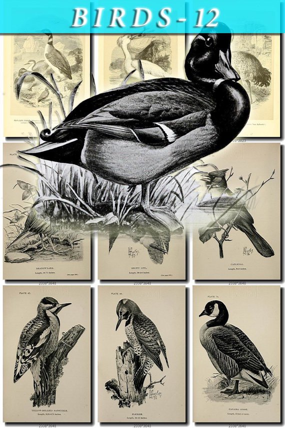 BIRDS-12-bw 157 black-, -white vintage print