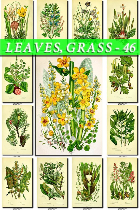 LEAVES GRASS-46 231 vintage print