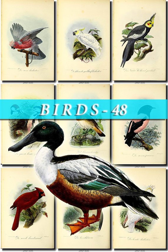 BIRDS-48 60 vintage print