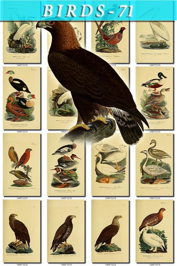 BIRDS-71 337 vintage print