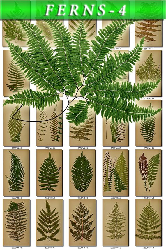 FERNS-4 194 vintage print