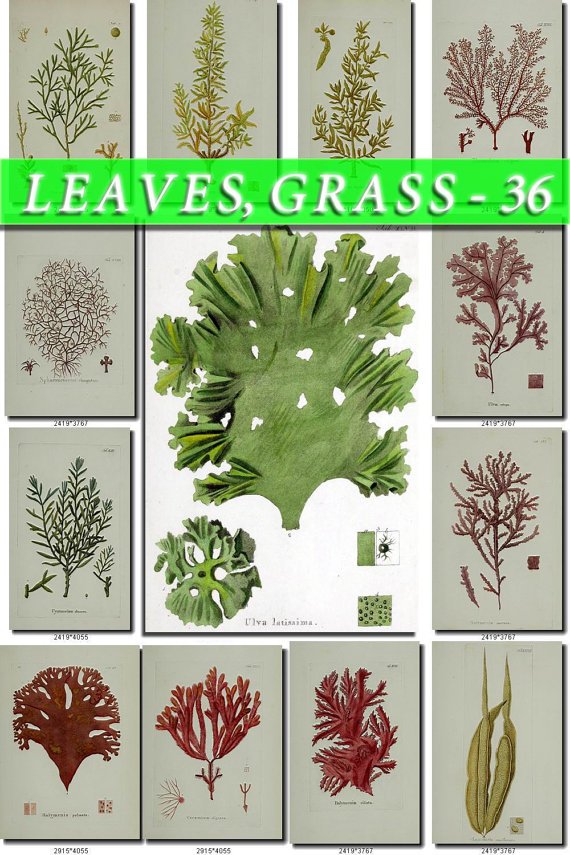 LEAVES GRASS-36 110 vintage print
