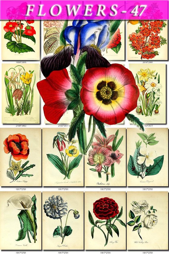 FLOWERS-47 62 vintage print