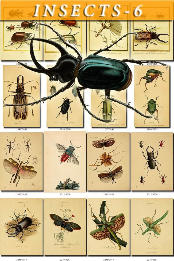 INSECTS-6 268 vintage print