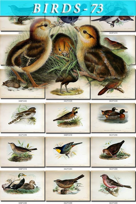 BIRDS-73 90 vintage print