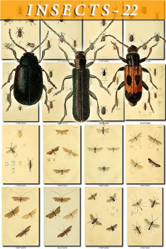 INSECTS-22 124 vintage print
