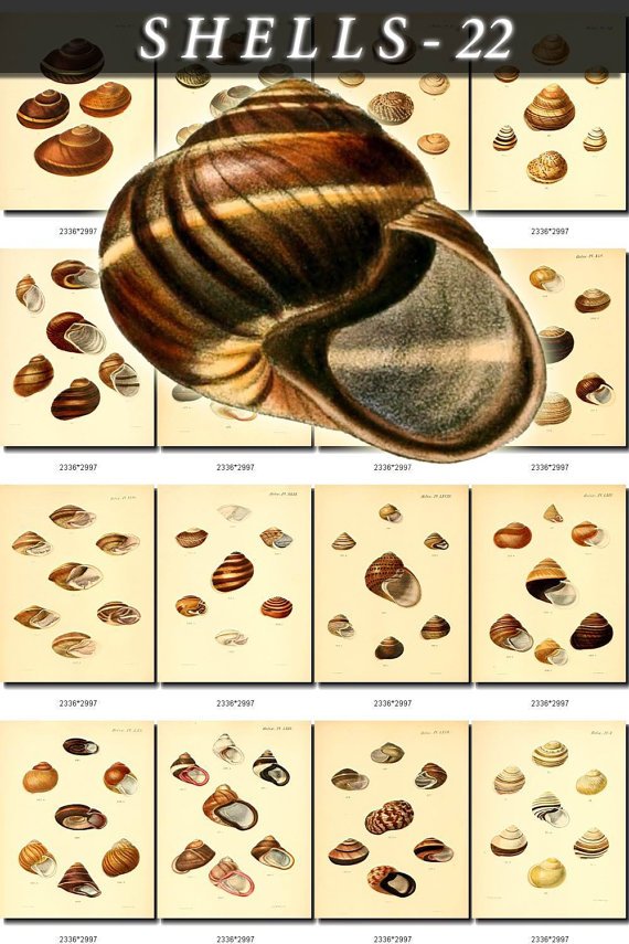 SHELLS-22 210 vintage print