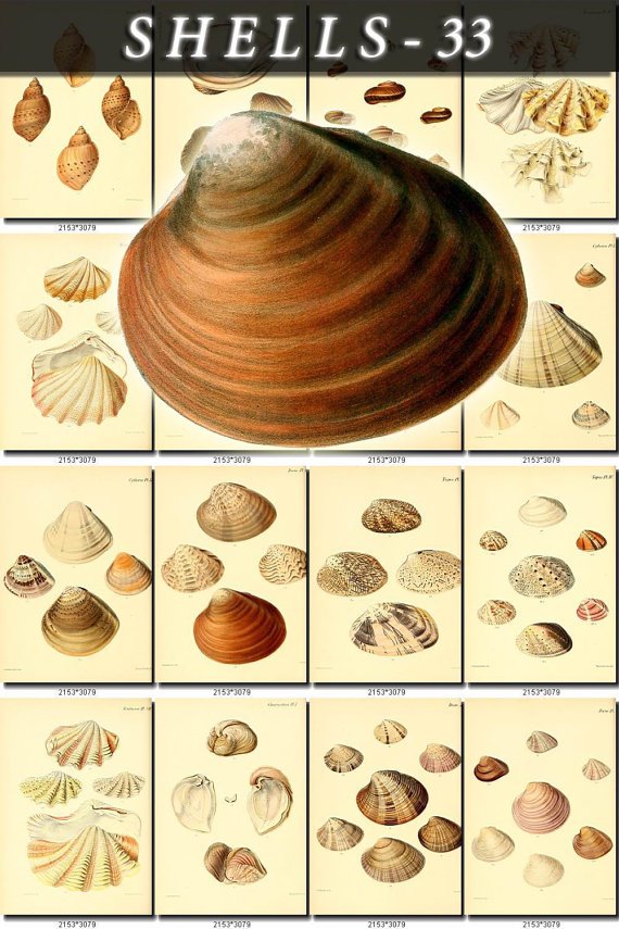 SHELLS-33 140 vintage print