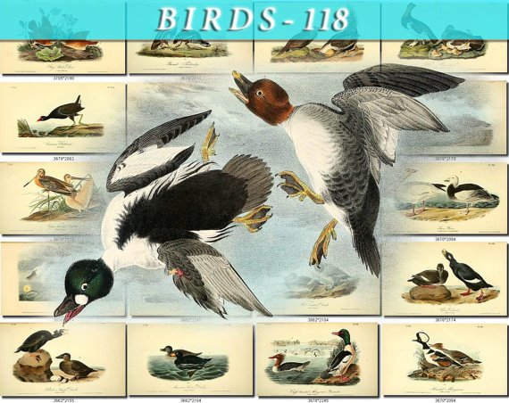 BIRDS-118 140 vintage print