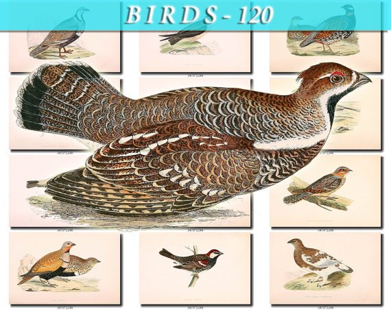 BIRDS-120 51 vintage print