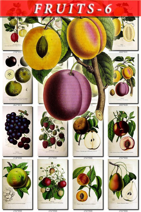 FRUITS VEGETABLES-6 51 vintage print