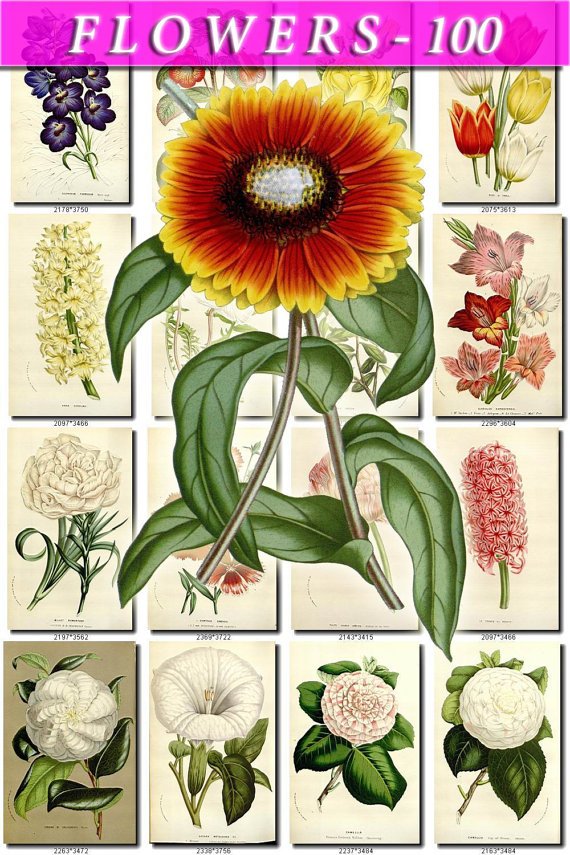 FLOWERS-100 252 vintage print
