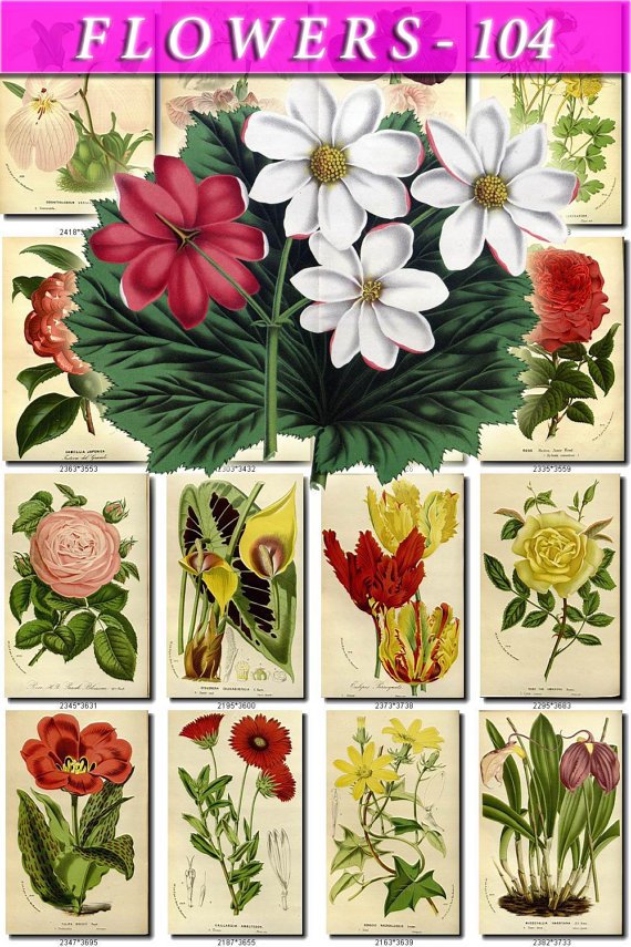FLOWERS-104 280 vintage print