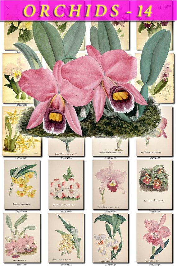 ORCHIDS-14 flowers 265 vintage print