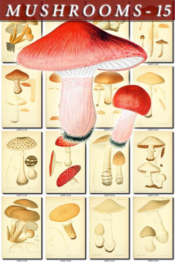 MUSHROOMS-15 284 vintage print