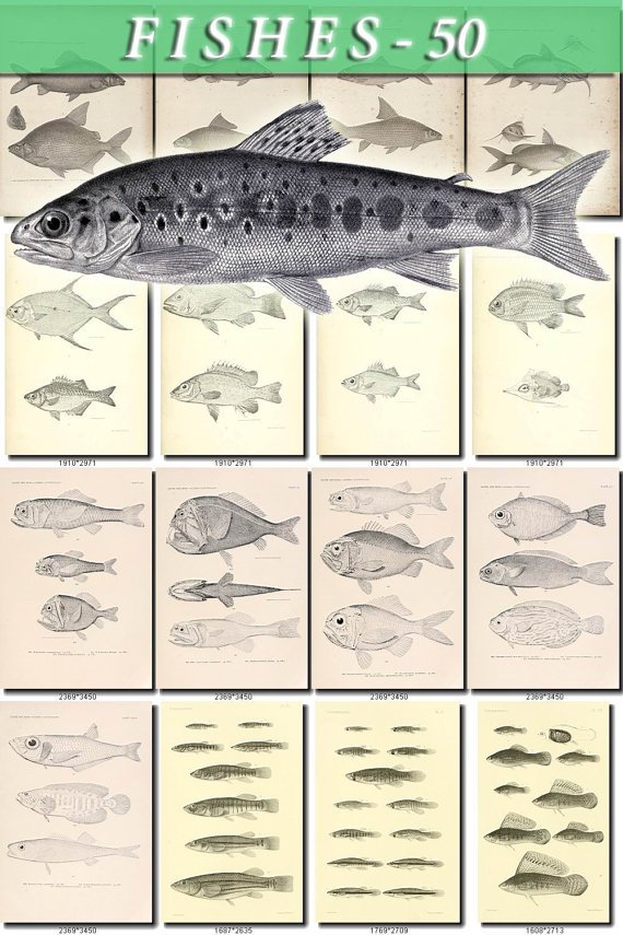 FISHES-50-bw 233 vintage print