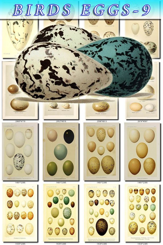 BIRDS EGGS-9 147 vintage print