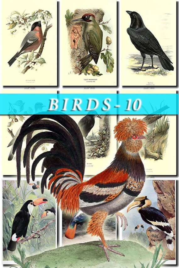 BIRDS-10 219 vintage print