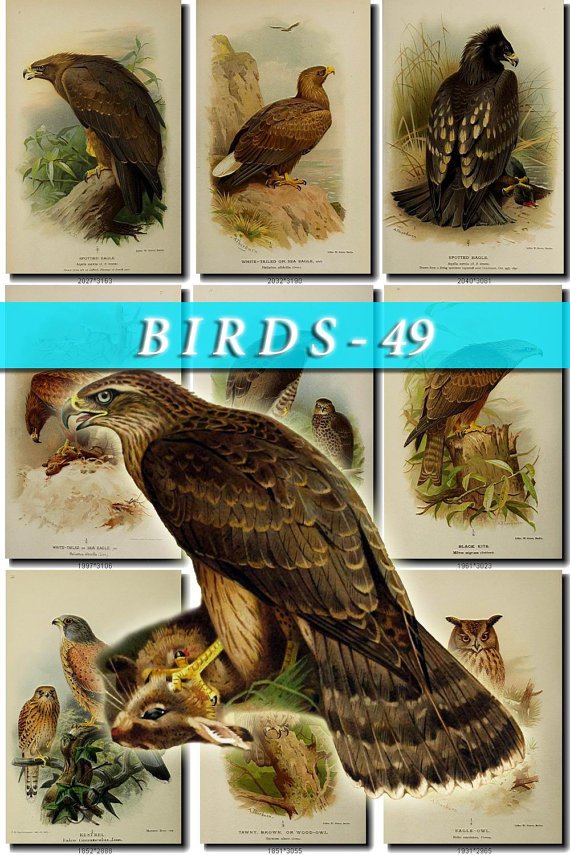 BIRDS-49 48 vintage print