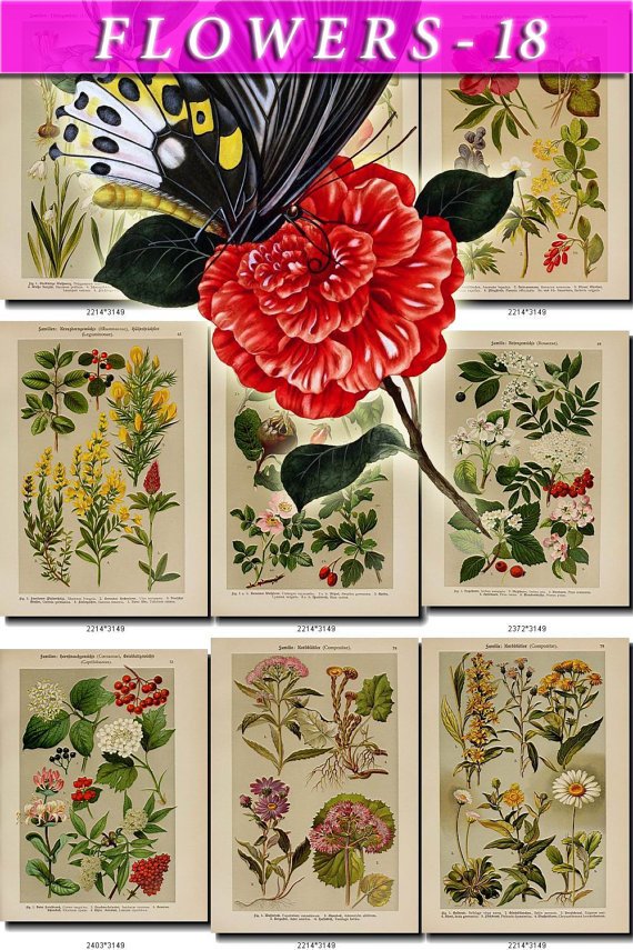 FLOWERS-18 101 vintage print