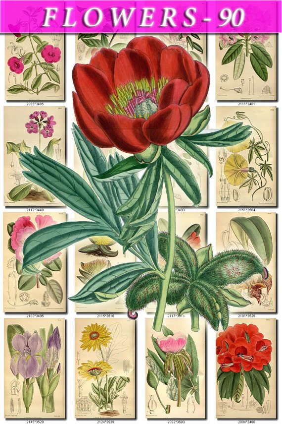 FLOWERS-90 131 vintage print