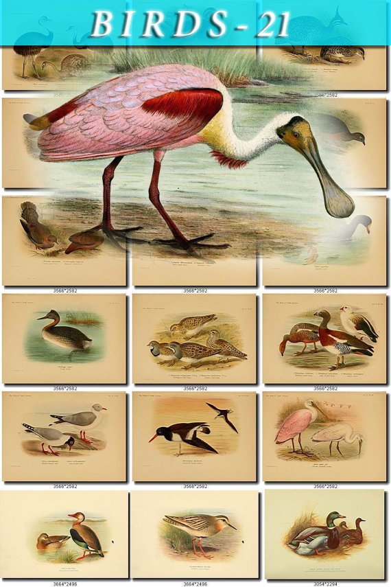 BIRDS-21 204 vintage print