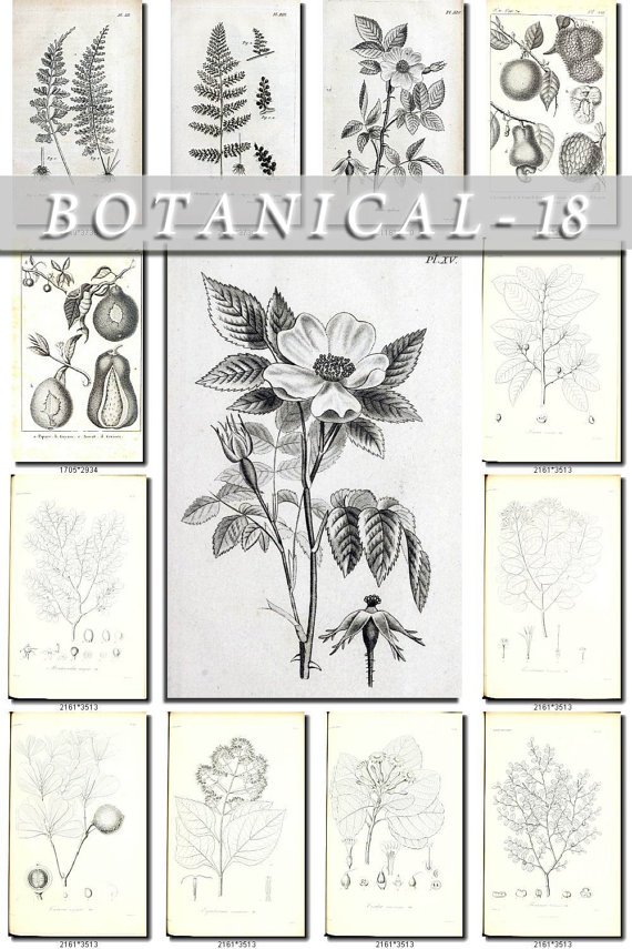 BOTANICAL-18-bw 224 black-, -white vintage print
