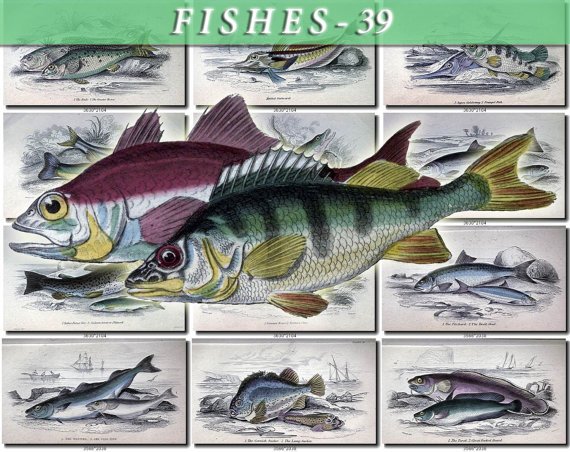 FISHES-39 68 vintage print