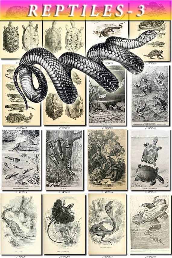 REPTILES & AMPHIBIAS-3-bw 172 black-, -white vintage print