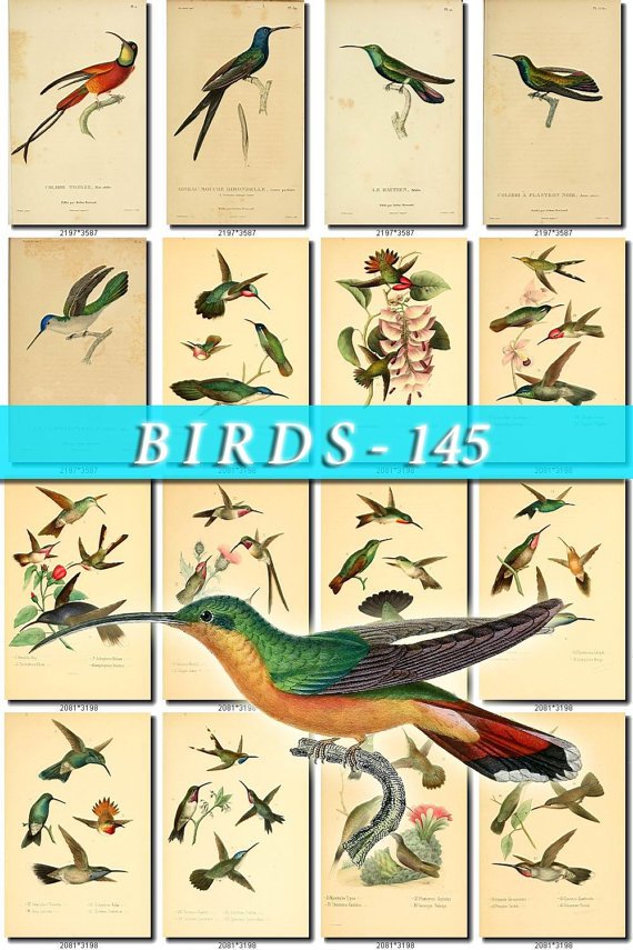 BIRDS-145 76 vintage print