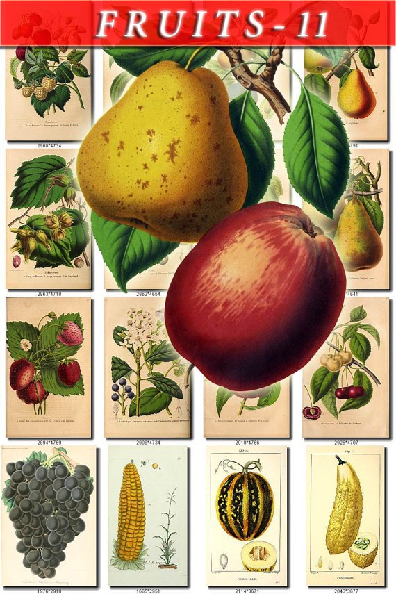 FRUITS VEGETABLES-11 50 vintage print