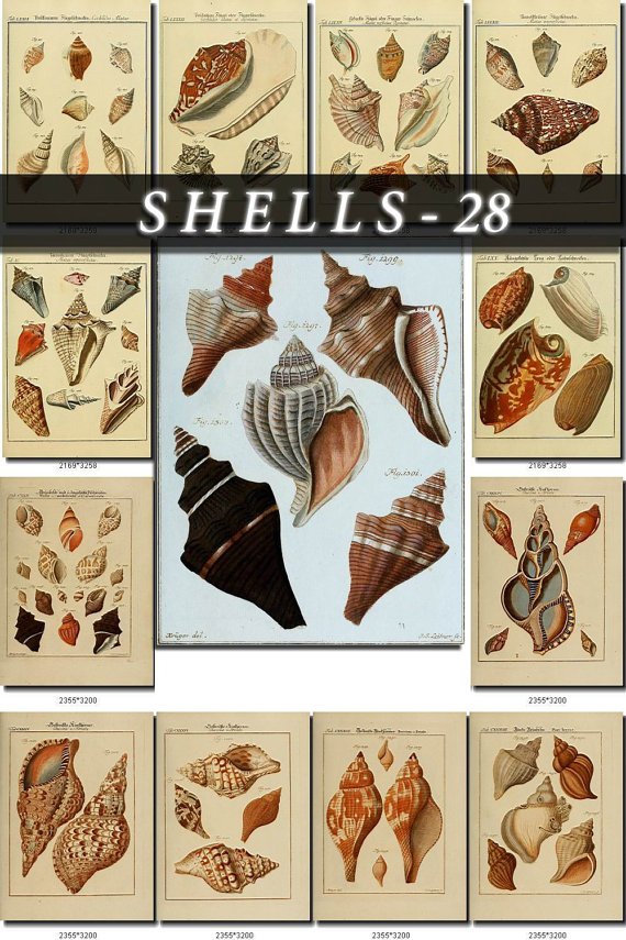 SHELLS-28 170 vintage print