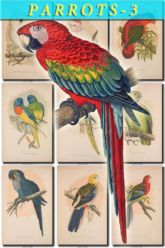 PARROTS-3 54 vintage print