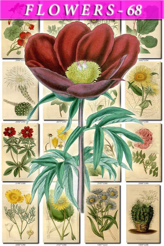 FLOWERS-68 252 vintage print