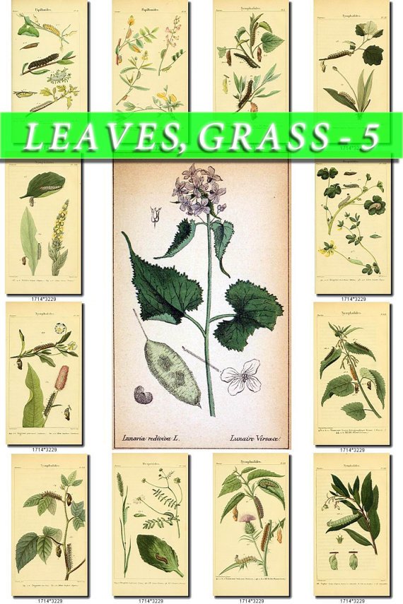 LEAVES GRASS-5 125 vintage print