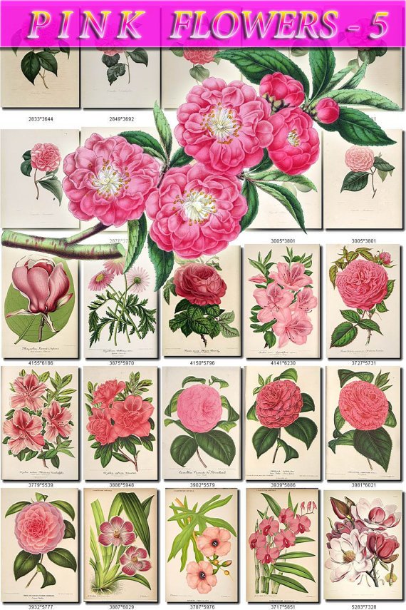 PINK-5 FLOWERS 230 vintage print